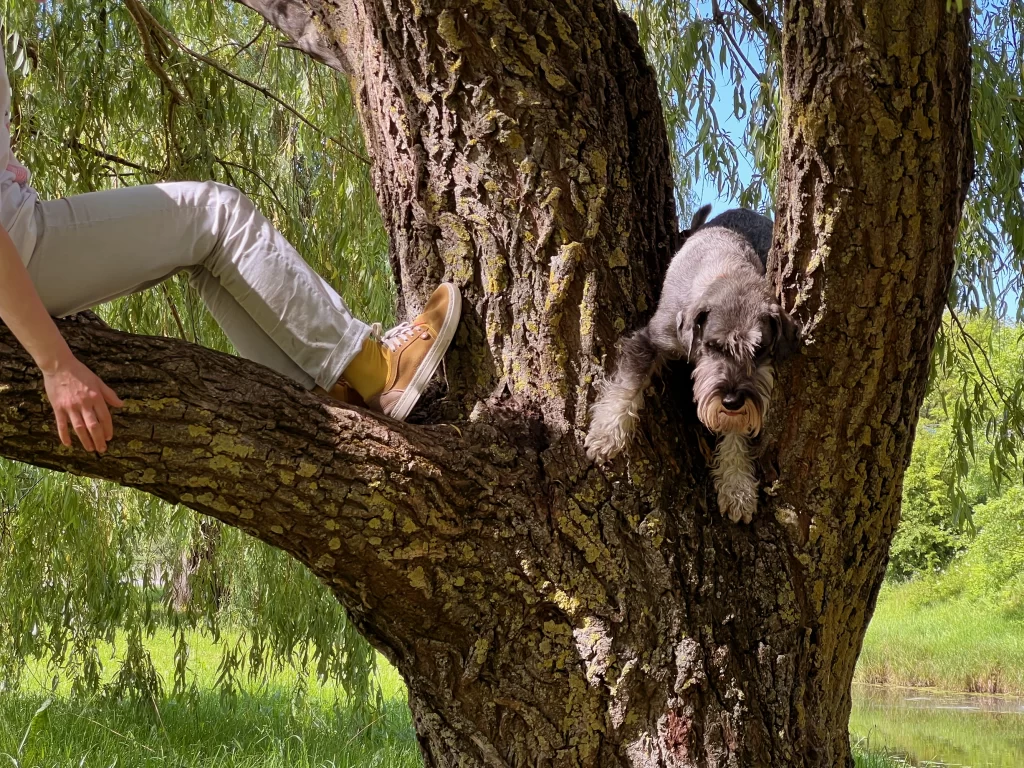 mitelšnauceris, kelionės su šunimis