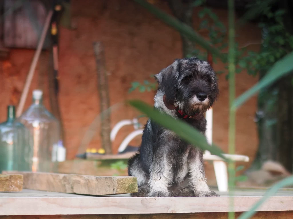 mitelšnaucerių šuniukai