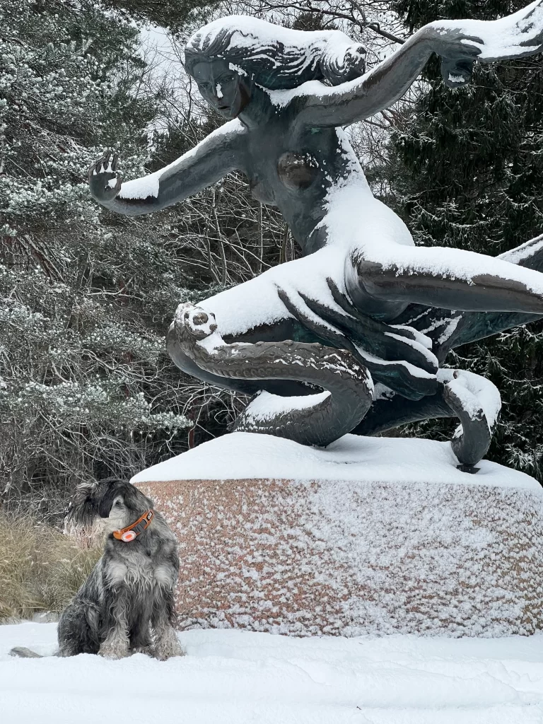 mitelšnauceris Palangos parke
