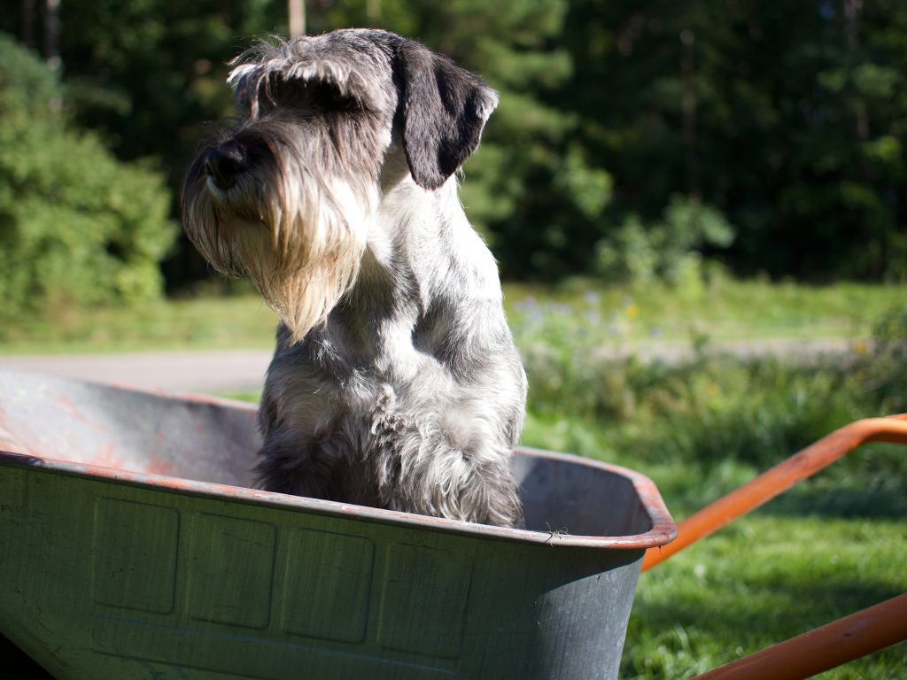 mitelšnaucerių veislynas Šventoji