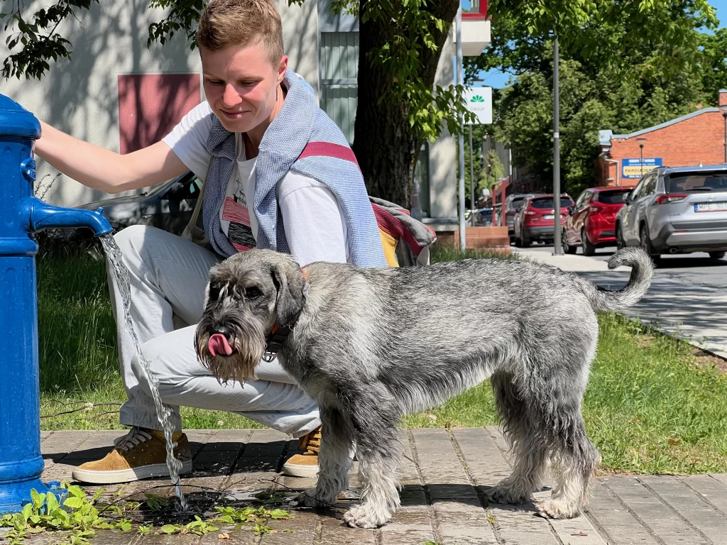 mitelšnauceris, kelionės su šunimis