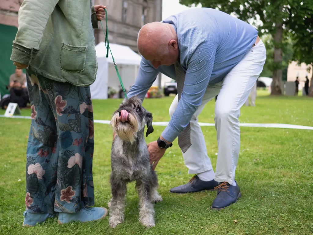 Šunų paroda Plungėje 2025. Mitelšnauceris