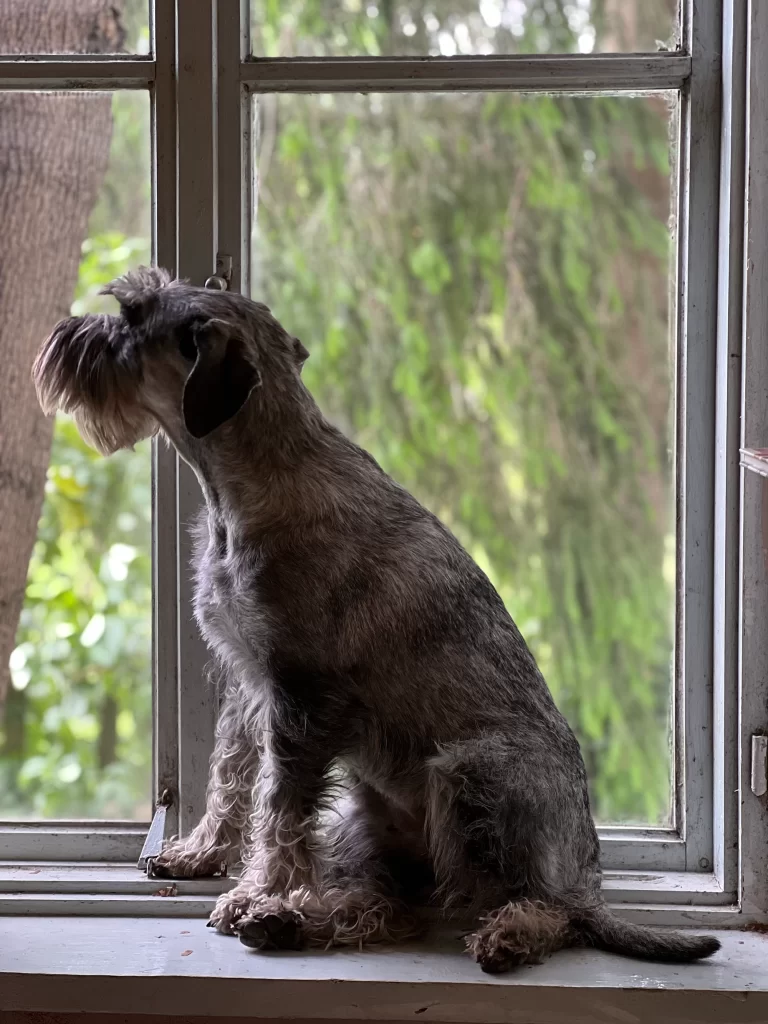 mitelšnaucerių veislynas Šventoji