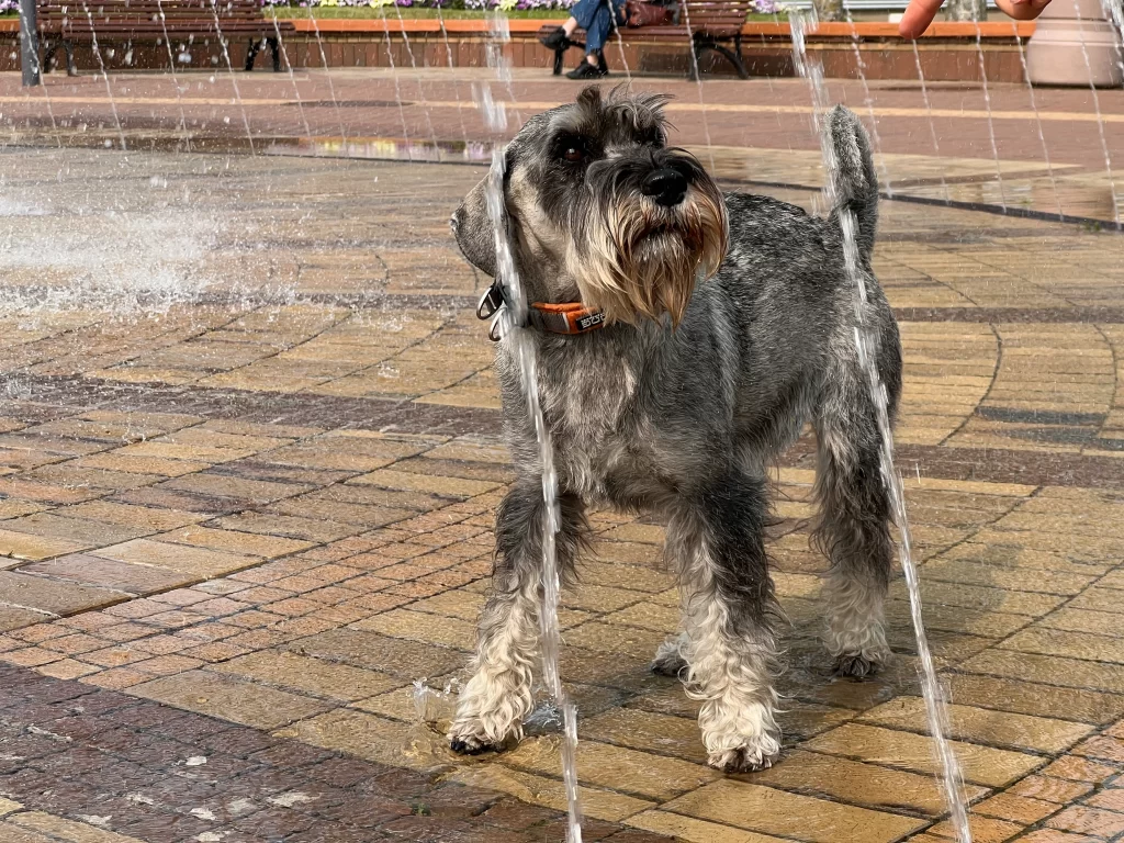 mitelšnaucerių veislynas Šventoji