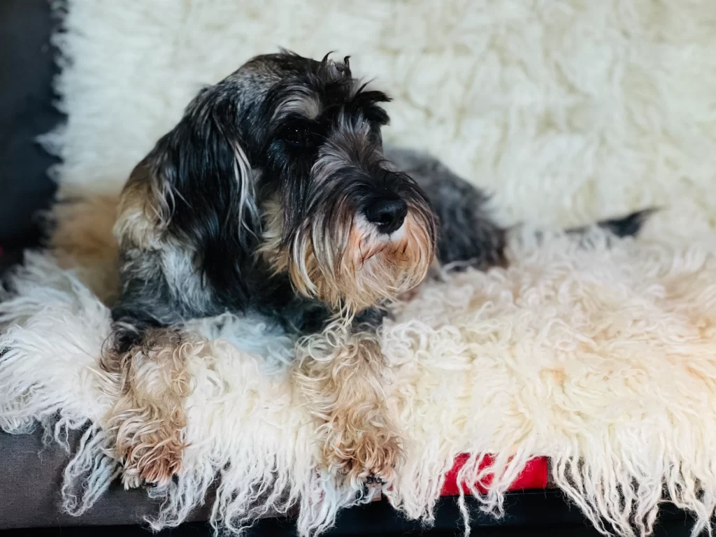 mitelšnaucerių veislynas Šventoji