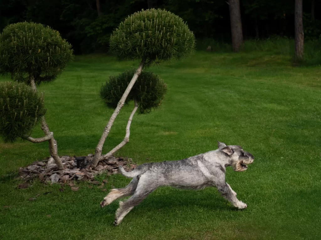 mitelšnaucerių veislynas Šventoji