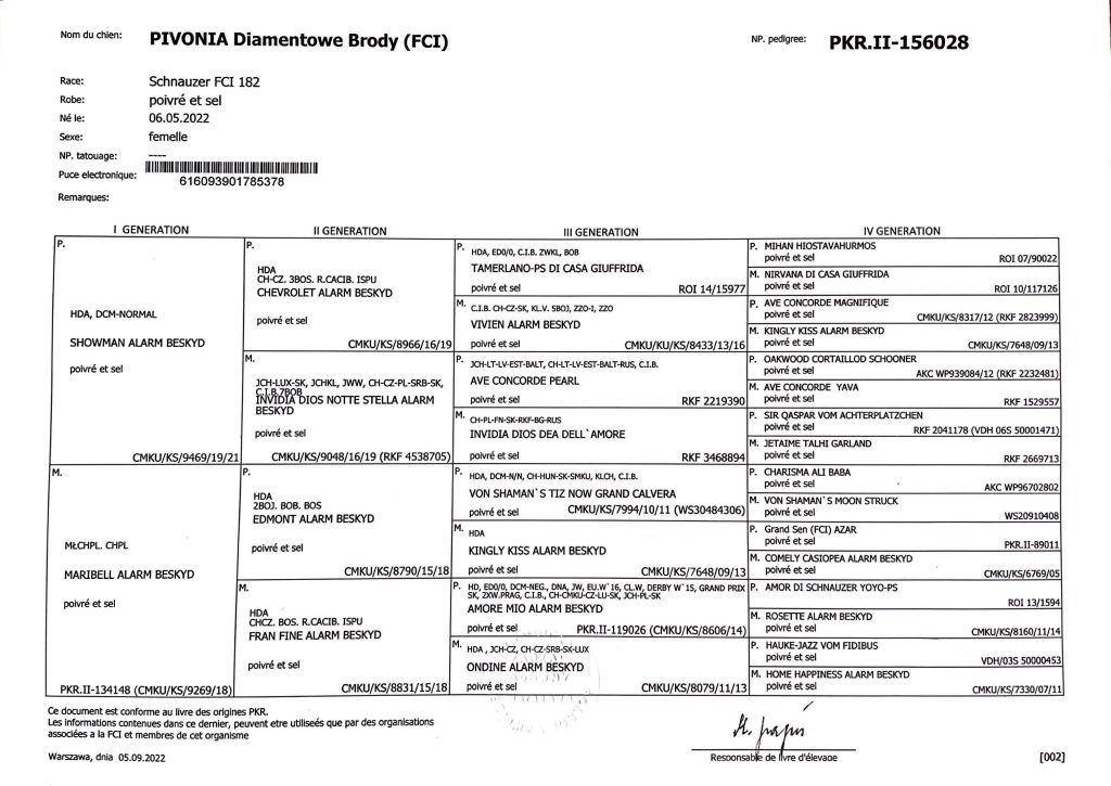 Pivonia Diamentowe Brody kilmės dokumentas mitelšnaucerių šuniukai pirma vada veislynas