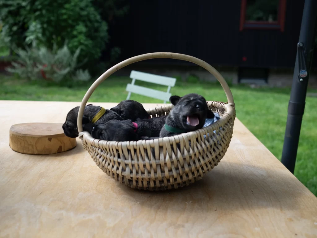 schnauzer puppies kennel šnauceris šuniukai vada veislynas