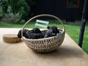 schnauzer puppies kennel šnauceris šuniukai vada veislynas