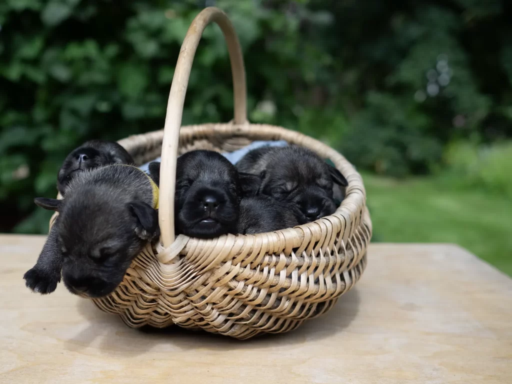 schnauzer puppies kennel šnauceris šuniukai vada veislynas