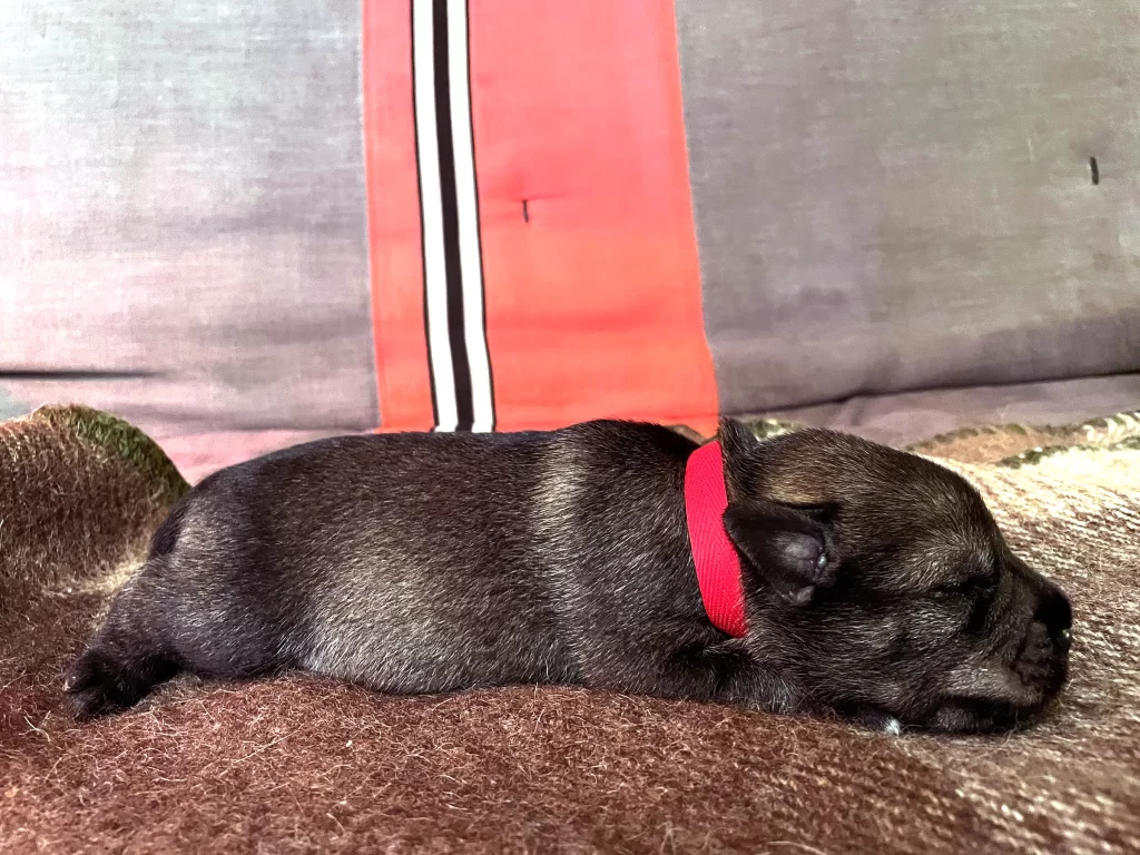 snaucerio-suniukai-schnauzer puppies