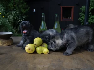 Schnauzer-puppies-snauceriu-suniukai