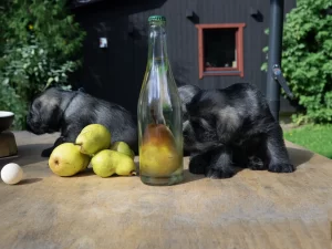Schnauzer-puppies-snauceriu-suniukai