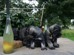 Schnauzer-puppies-snauceriu-suniukai