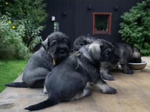 Schnauzer-puppies-snauceriu-suniukai