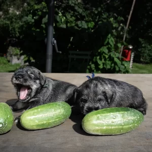 mitelsnauceriu-suniukai-mitelschnauzer-puppies