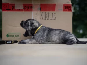 mitelsnauceriu-suniukai-schnauzer-puppies