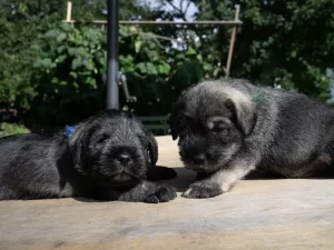 snauceriu-suniukai-mitelschnauzer-puppies