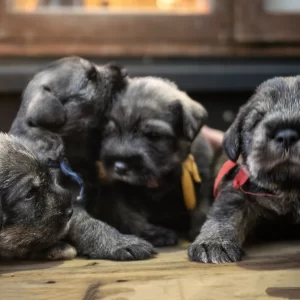 snauceriu-suniukai-schnauzer-puppies