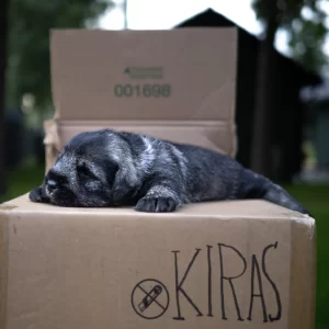 snauceriu-veislynas-schnauzer-kennel